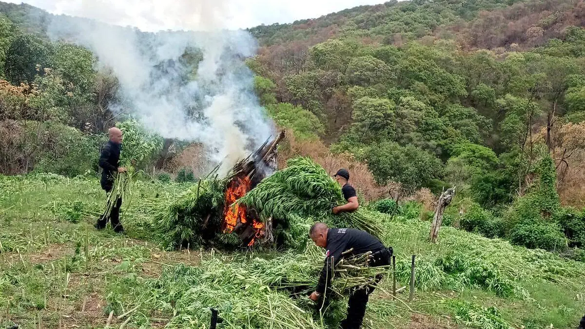 destrucción plantas de marihuana